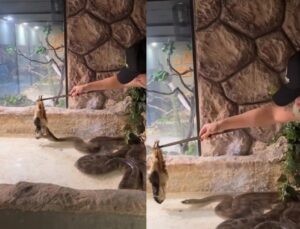 Homem alimenta cobra com galinha e viraliza nas redes sociais; veja VÍDEO