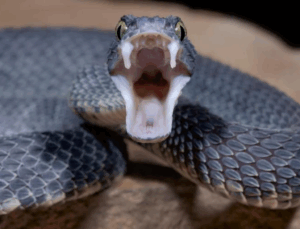 Cobra é encontrada dentro de gaveta em SC; VEJA VÍDEO!