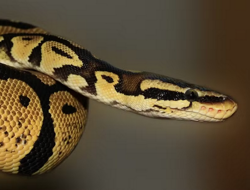 Cobra (Foto Reprodução Redes Sociais)