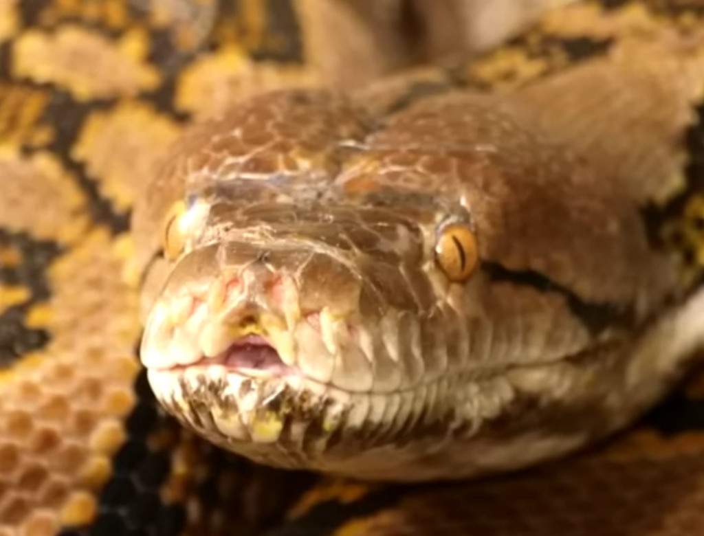 VEJA VÍDEO: Cobra píton de 7 metros engole mulher inteira