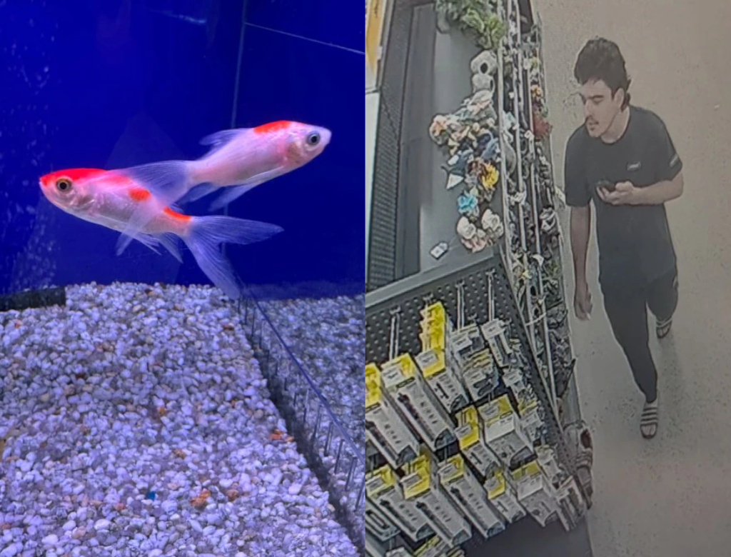 Homem entra em pet shop, engole peixe vivo e faz homenagem a Donald Trump