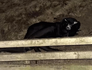 Homem misterioso com ‘fantasia de pantera’ assusta cidade na Inglaterra