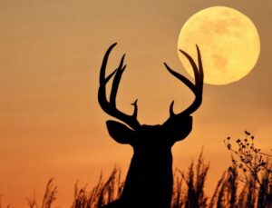 Lua do Veado: saiba o que pode acontecer com você