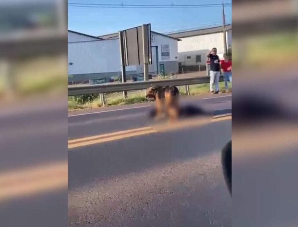 Cachorrinha fica mais de 8 horas ao lado de “companheiro” morto; Veja vídeo!