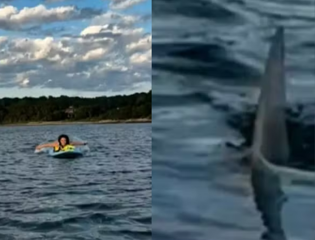 VEJA VÍDEO: Mulher se assusta ao encontrar tubarão-branco durante passeio de stand-up paddle