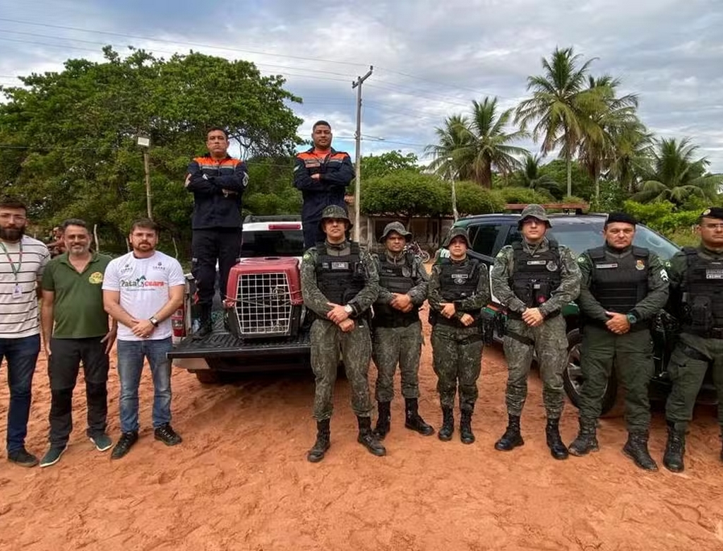Onça (Foto Reprodução Redes Sociais) 