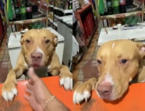Cachorro assume comando de bar, mas deixa a desejar no atendimento; Veja vídeo