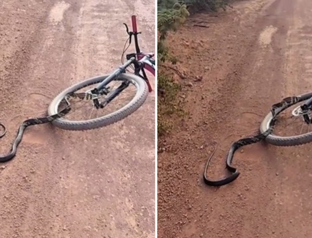 VÍDEO: cobra sobe em bicicleta em movimento e apavora ciclista