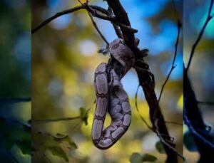 Cobra engole pássaro enquanto fica pendurada em galho de árvore; veja vídeo