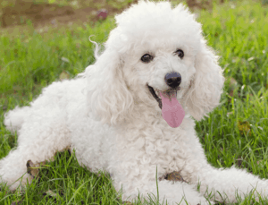As raças de cachorros mais inteligentes; descubra quais são