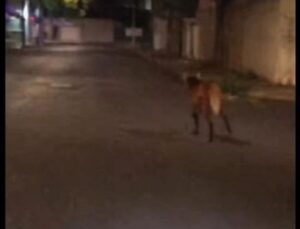 Vídeo: Lobo-guará é flagrado correndo pelas ruas