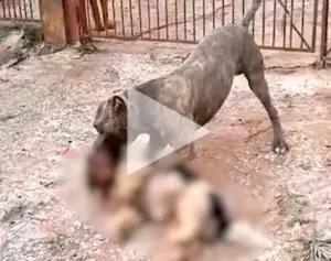 Pitbull solto ataca cachorro; veja vídeo do ataque