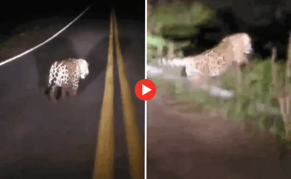 Vídeo mostra onça atravessando estrada no interior; ASSISTA!
