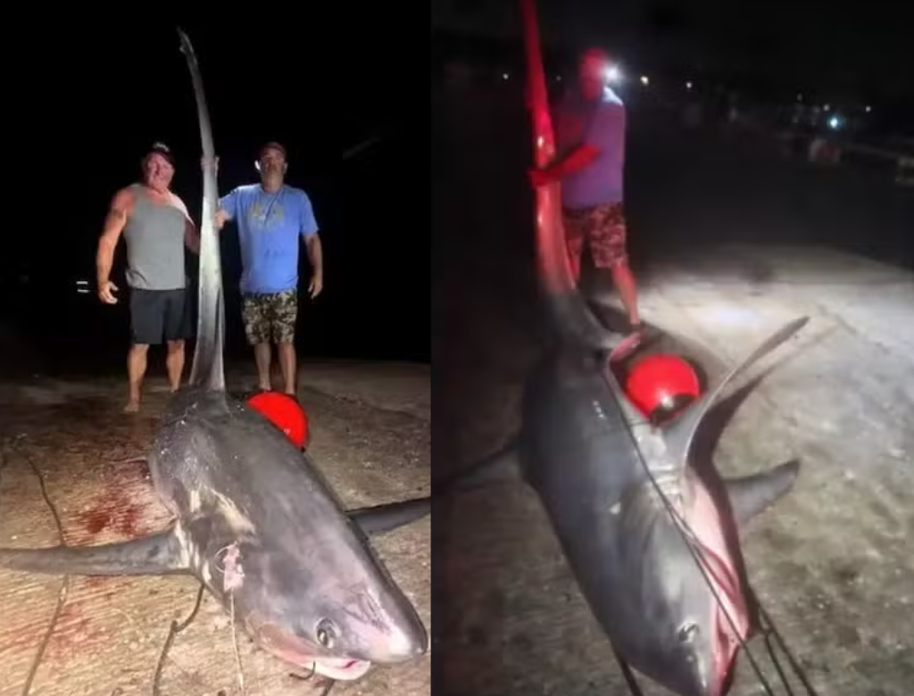 Após seis horas de ‘batalha’ em alto-mar, pescadores vencem tubarão gigante