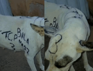 VEJA VÍDEO: Cachorro é vítima de pichação com símbolos de facção em Guarapari