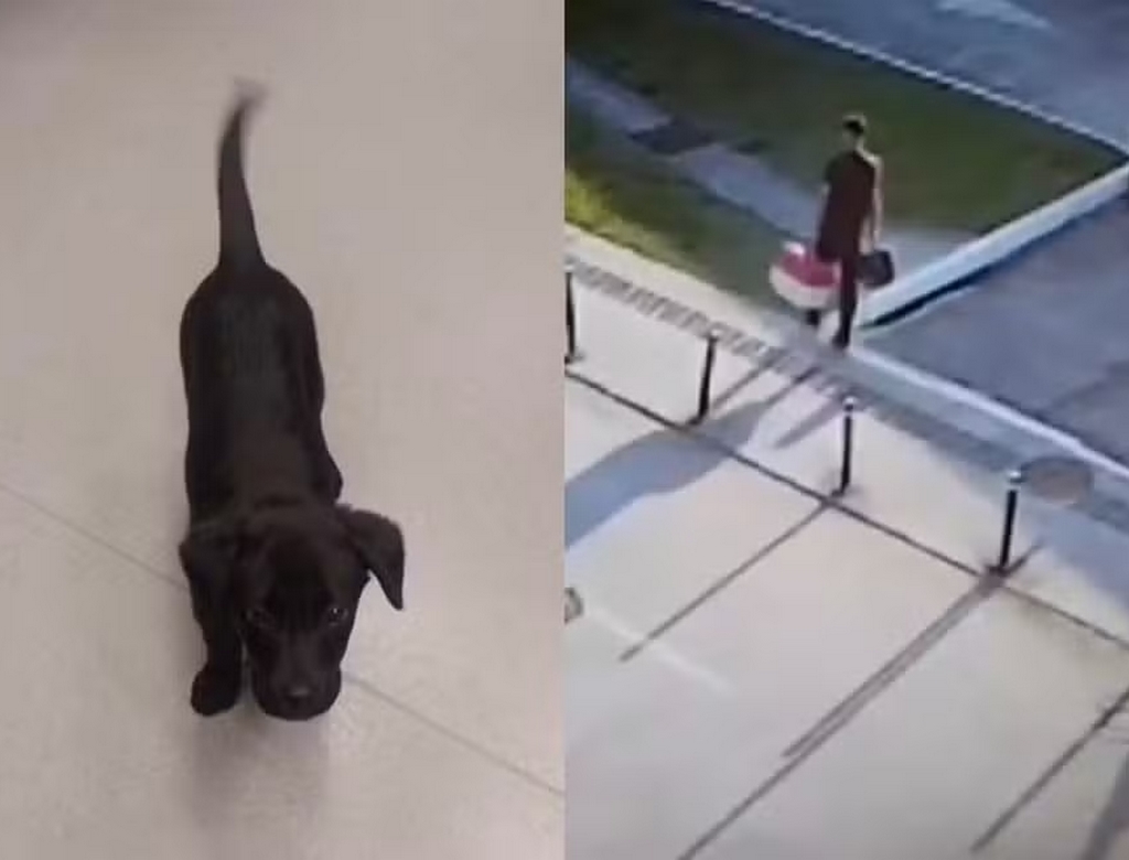 Cadela (foto Reprodução Redes Sociais)