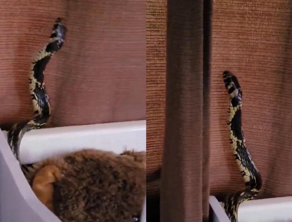 Cobra (Foto Reprodução Redes Sociais)