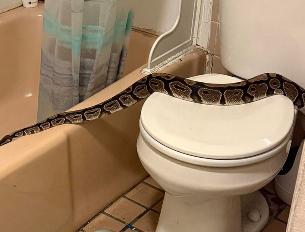 Cobra (Foto Reprodução Redes Sociais)