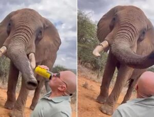 Turista é alvo de investigação após dar cerveja a um elefante; veja VÍDEO