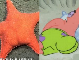 Estrela-do-mar com “bumbum” vira meme após ser encontrada em expedição; veja VÍDEO