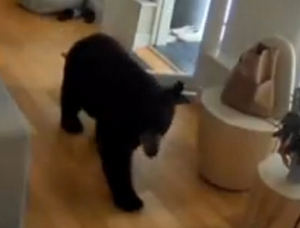 Urso (Foto Reprodução Redes Sociais)