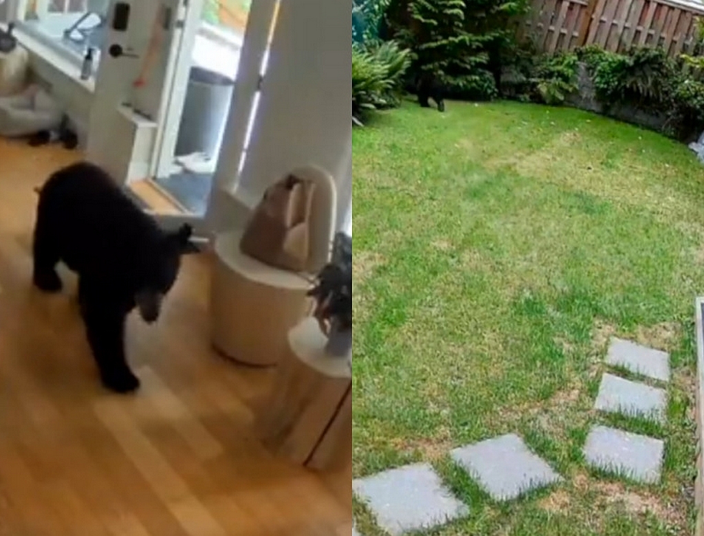Urso (Foto Reprodução Redes Sociais)