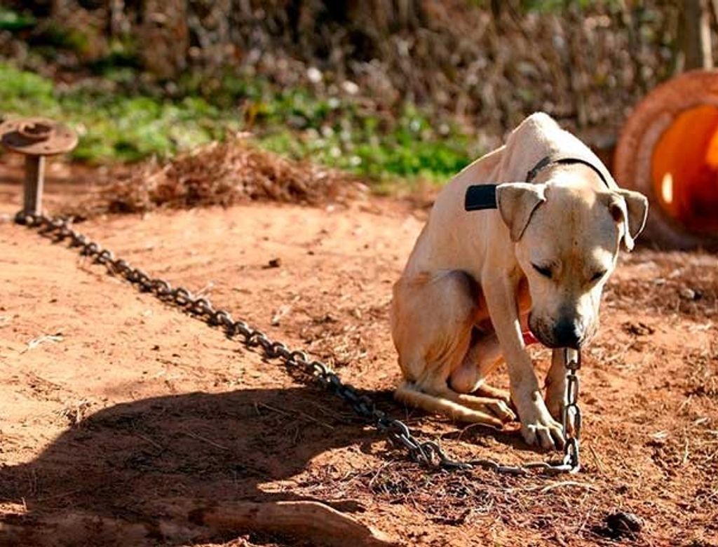 SP proíbe acorrentar pets: entenda como funciona a lei e o que muda