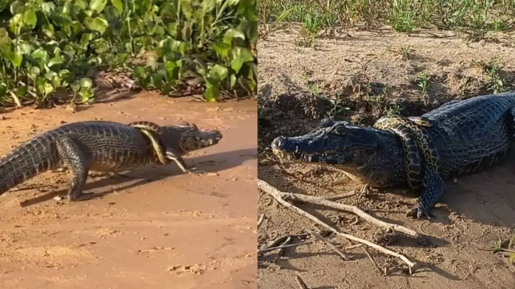 VÍDEO: Jacaré nem liga e anda ‘de boa’ com sucuri enrolada no pescoço