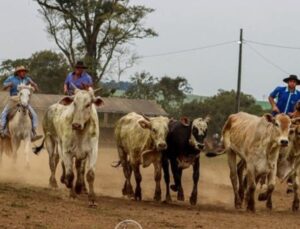Bebê de três meses é pisoteado por boi em rodeio; Saiba mais!
