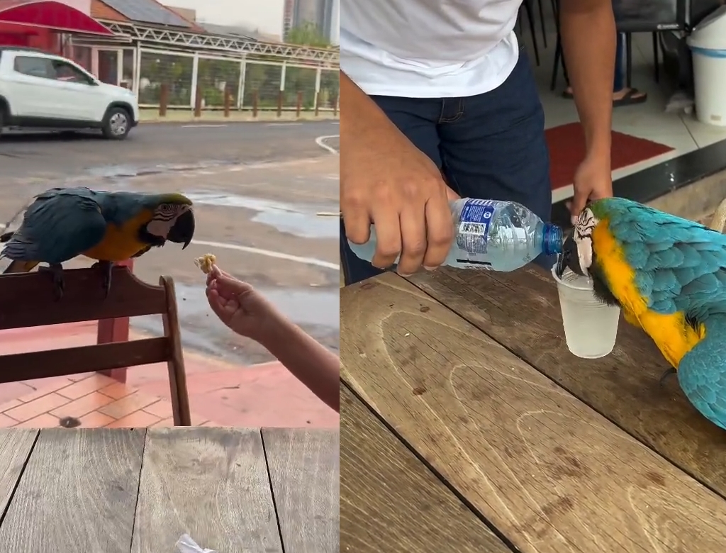 Arara (Foto Reprodução Redes Sociais)