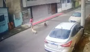 Vídeo mostra mulher e cachorro sendo atacados por pitbull; ASSISTA!