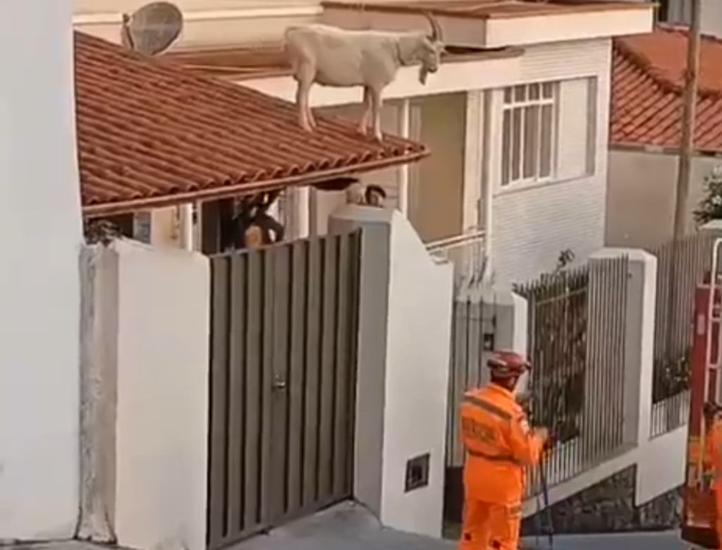 Bode sobe no telhado (Reprodução: Redes Sociais)