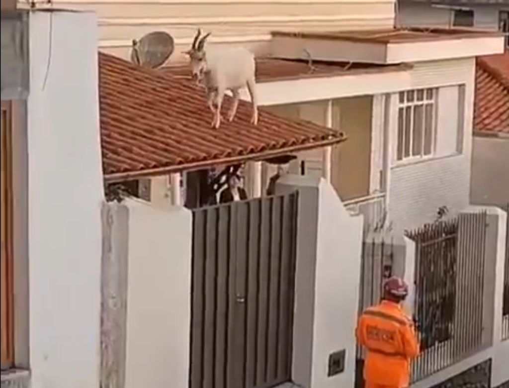 Bombeiro precisa resgatar o Bode no telhado (Reprodução: Redes Sociais)