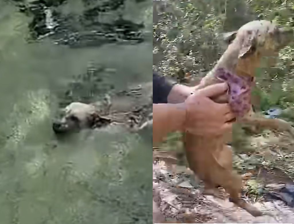 Cachorra resgatada (Foto: Reprodução Redes Sociais)