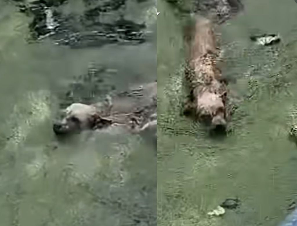 Cachorra resgatada de piscina abandonada (Foto: Reprodução Redes Sociais)