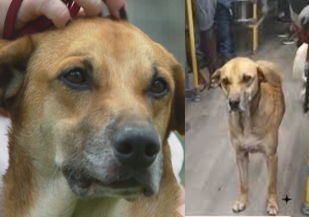 Cachorro caramelo Busão (Foto: Reprodução)