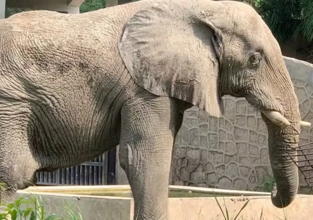 Elefante mais solitários do mundo (Foto: Reprodução)