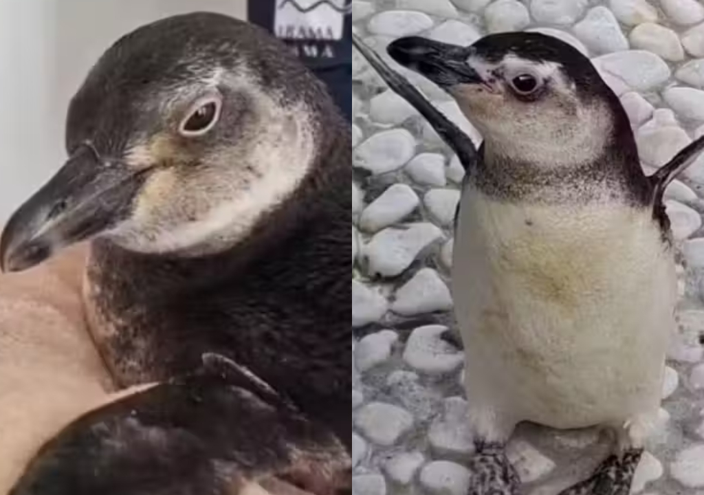 Pinguim é salvo por doação de sangue de amiguinho (Foto: Reprodução)