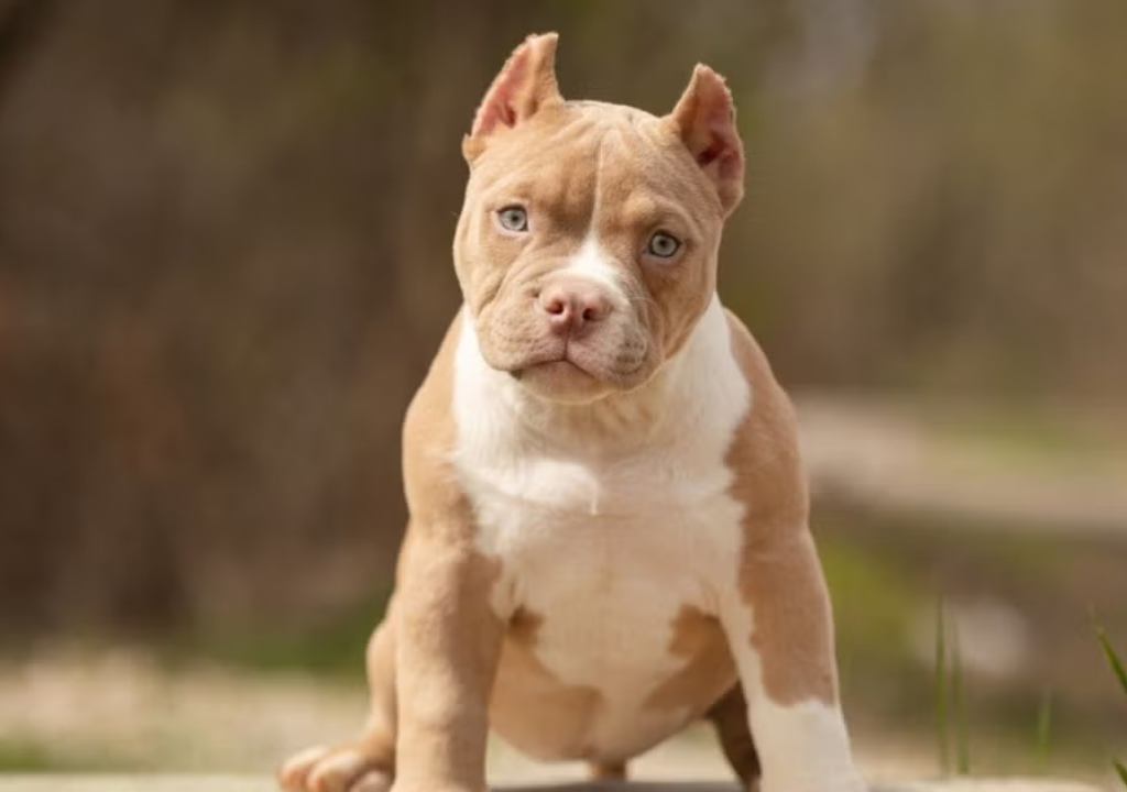 American bully (Foto: Reprodução)