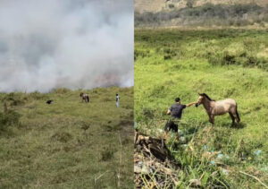 Motorista salva cavalo de incêndio (Foto: Reprodução)