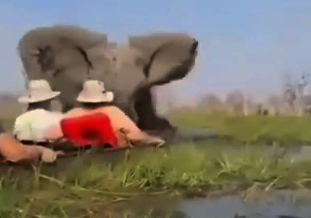 Elefante (Foto: Reprodução)