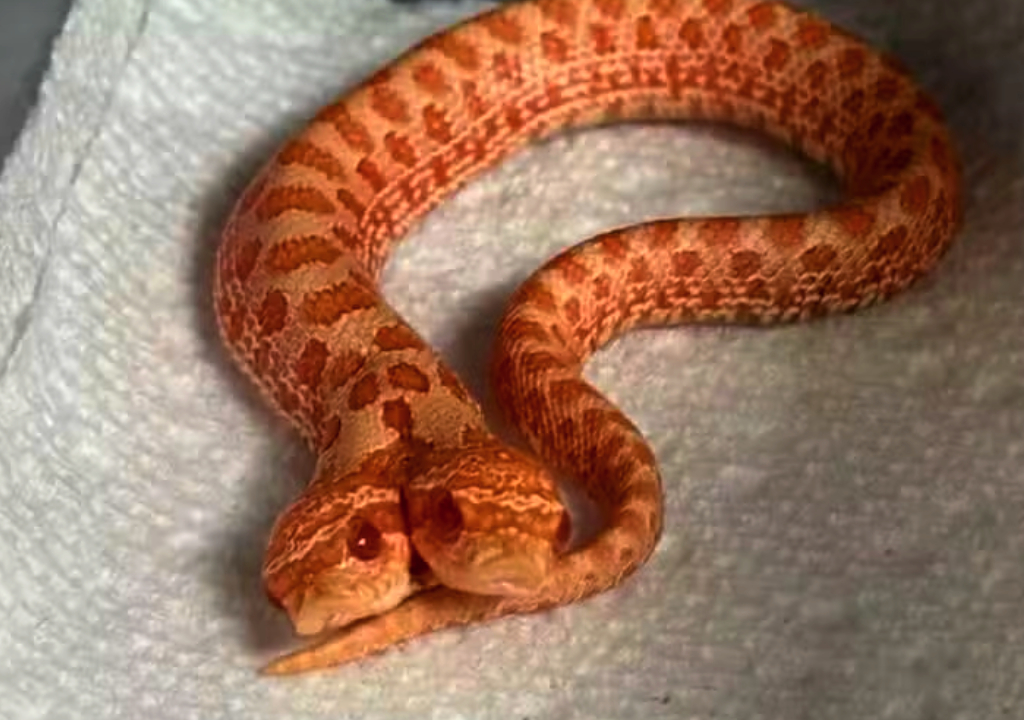 Cobra (Foto: Reprodução)