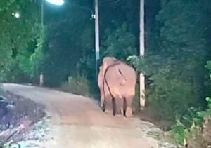 Elefante (Foto: Reprodução)