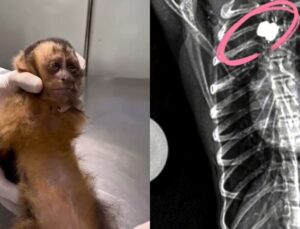 Meu Deus! Macaca-prego leva tiro nas costas e pode ficar paraplégica; veja vídeo
