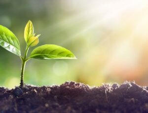 Descubra a planta que alivia sintomas da gripe e dor de garganta
