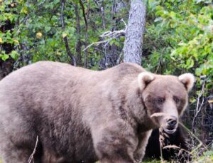 Vídeo inédito mostra ataque de urso enorme contra quatro pessoas; VEJA