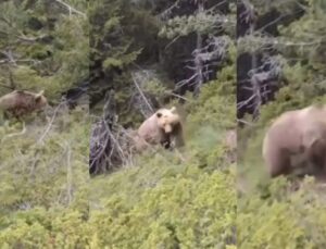 Alpinista filma a própria morte após encontrar urso durante trilha; VEJA VÍDEO!