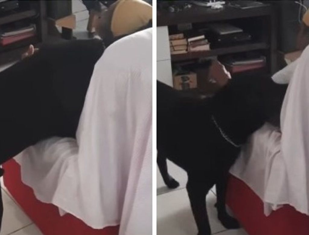 Cachorro (Reprodução/ Redes sociais)