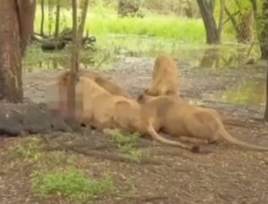Leões devoram funcionário de zoológico; Veja Vídeo