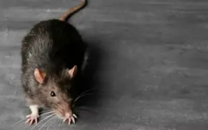 Morre bebê abandonada pelos pais e mordida por ratos em hospital; Veja imagem!
